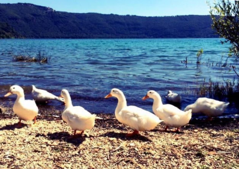 Lago Albano - Castel Gandolfo