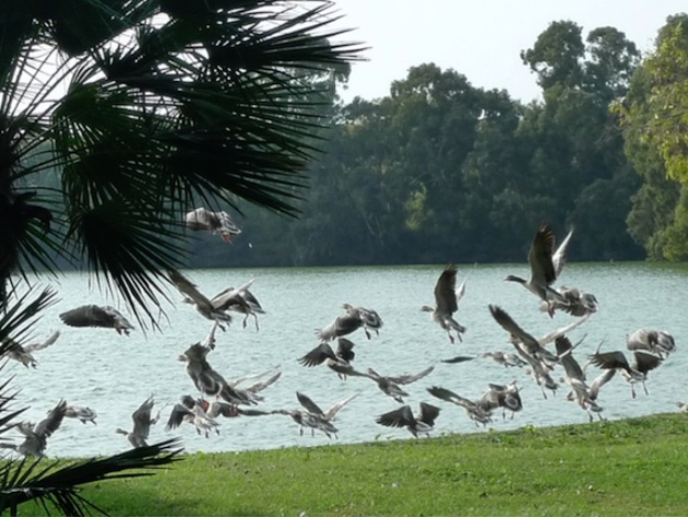 Oasi di Porto (Fiumicino) Foto sito ufficiale Oasi di Porto (Fiumicino) Foto sito ufficiale