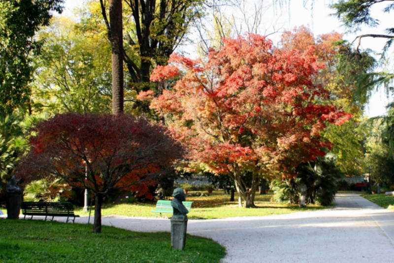 Orto Botanico di Roma - Acer Palmatum