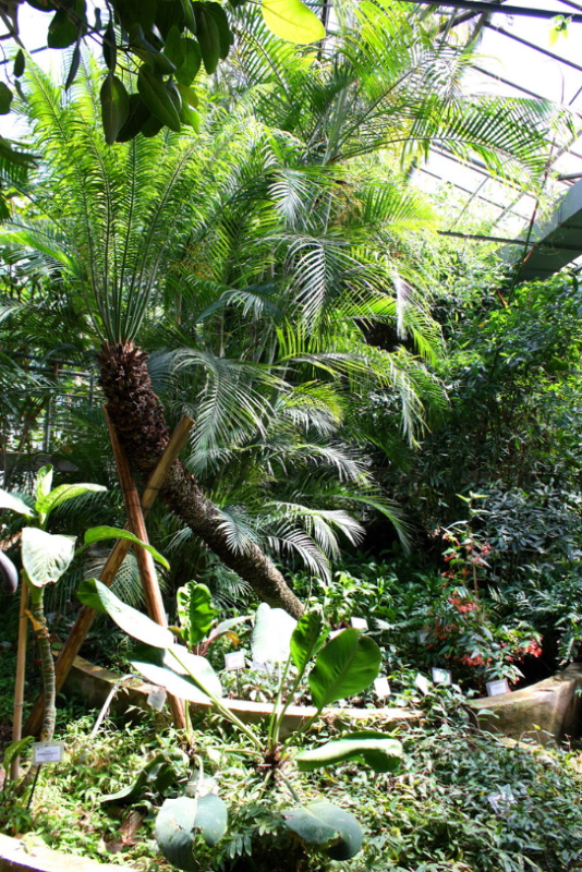 Orto Botanico di Roma - Serra Tropicale