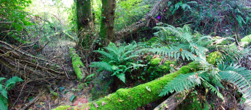 Riserva Naturale dell'Insugherata Riserva Naturale dell'Insugherata