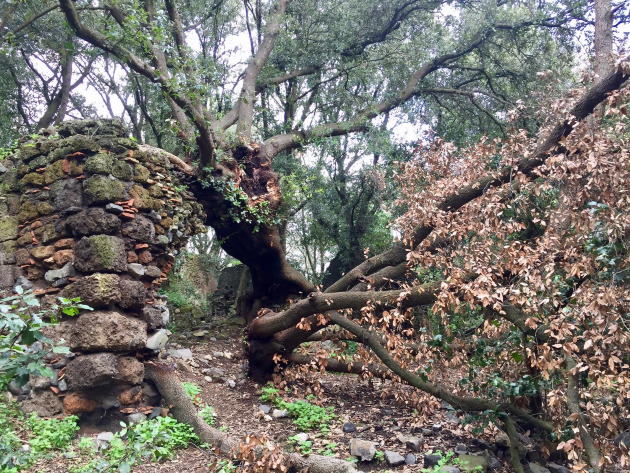 Galeria Antica ph Ente Regionale RomaNatura