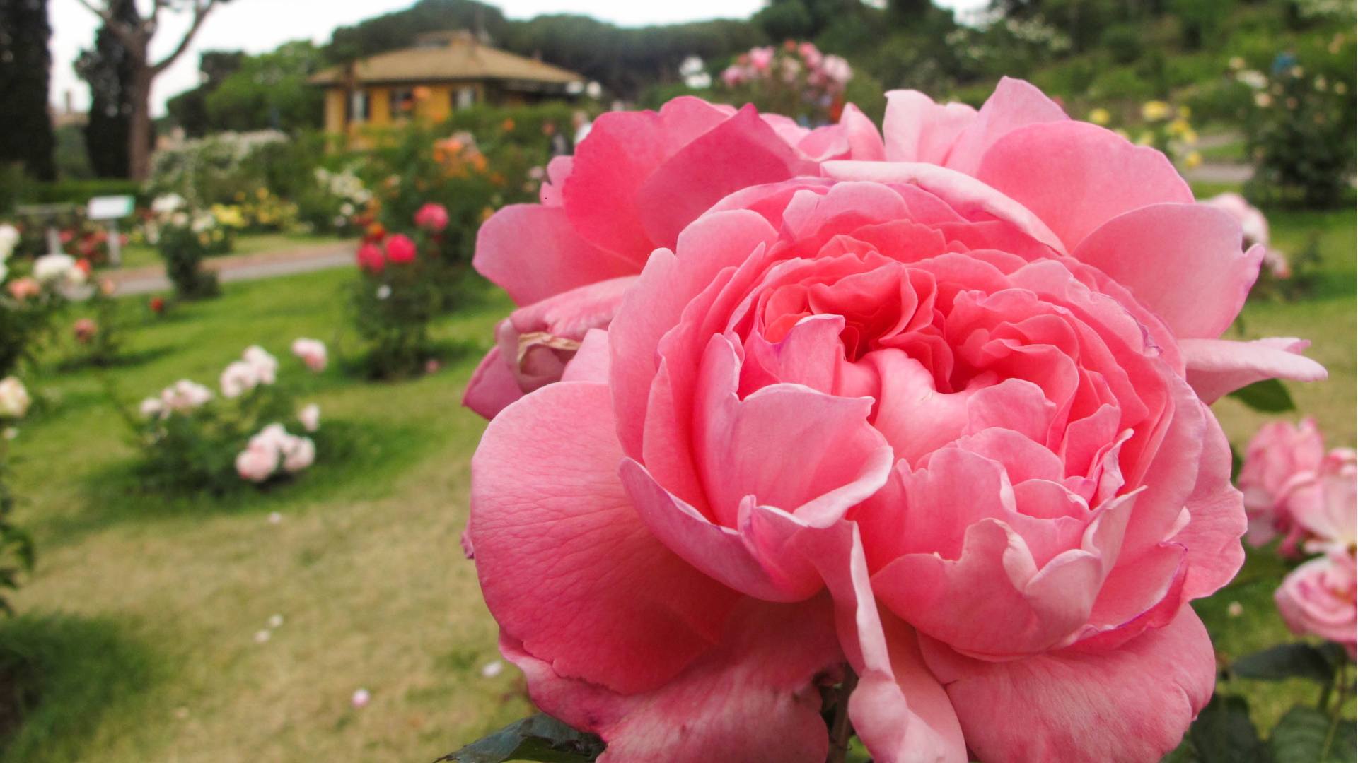 Roseto comunale Roseto comunale