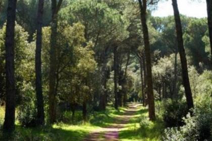 Riserva Naturale Statale del Litorale Romano (Pineta di Castelfusano) Riserva Naturale Statale del Litorale Romano (Pineta di Castelfusano)