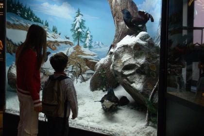 Museo Civico di Zoologia Museo Civico di Zoologia