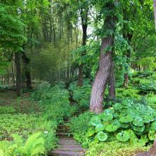 Bosco bambù Orto Botanico Bosco bambù Orto Botanico
