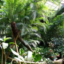 Orto Botanico di Roma - Serra Tropicale