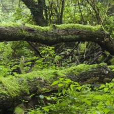 Riserva Naturale dell'Insugherata Riserva Naturale dell'Insugherata