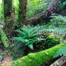 Riserva Naturale dell'Insugherata Riserva Naturale dell'Insugherata