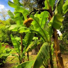 Pianta di banano Orto Botanico Pianta di banano Orto Botanico